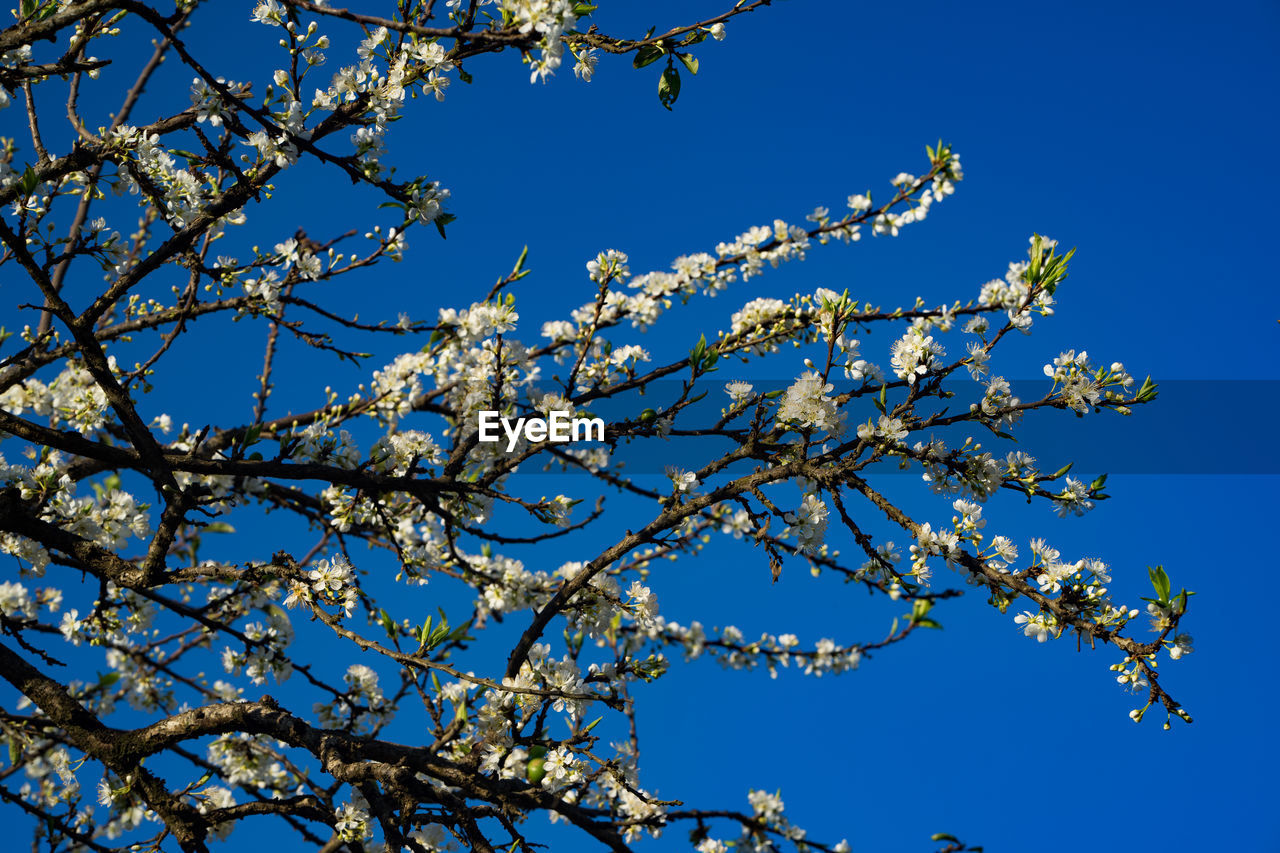 LOW ANGLE VIEW OF TREES AGAINST BLUE SKY