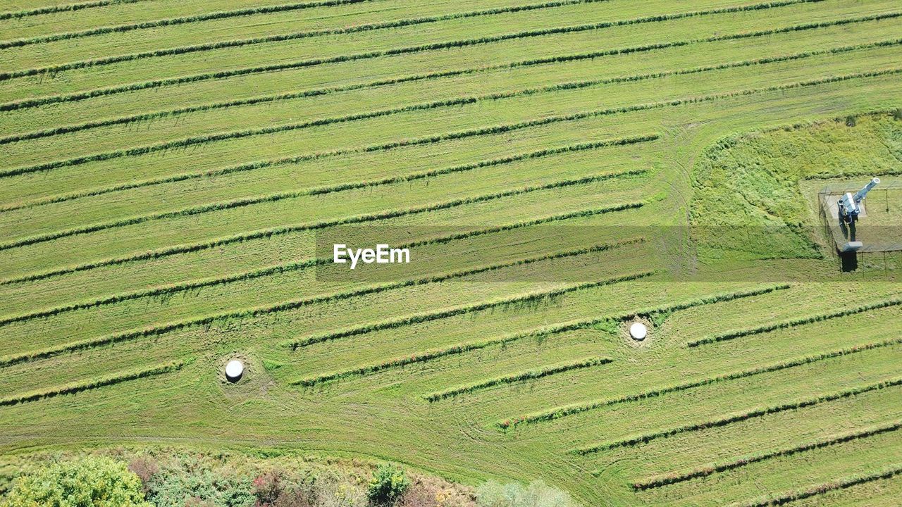 HIGH ANGLE VIEW OF RICE PADDY