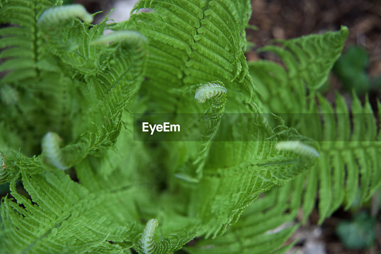 full frame shot of plant