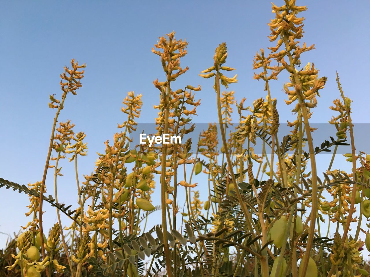 Low angle view of plants against clear blue sky