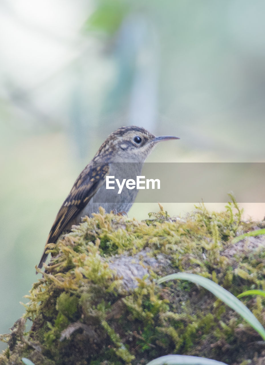 CLOSE-UP OF BIRD PERCHING ON A TREE