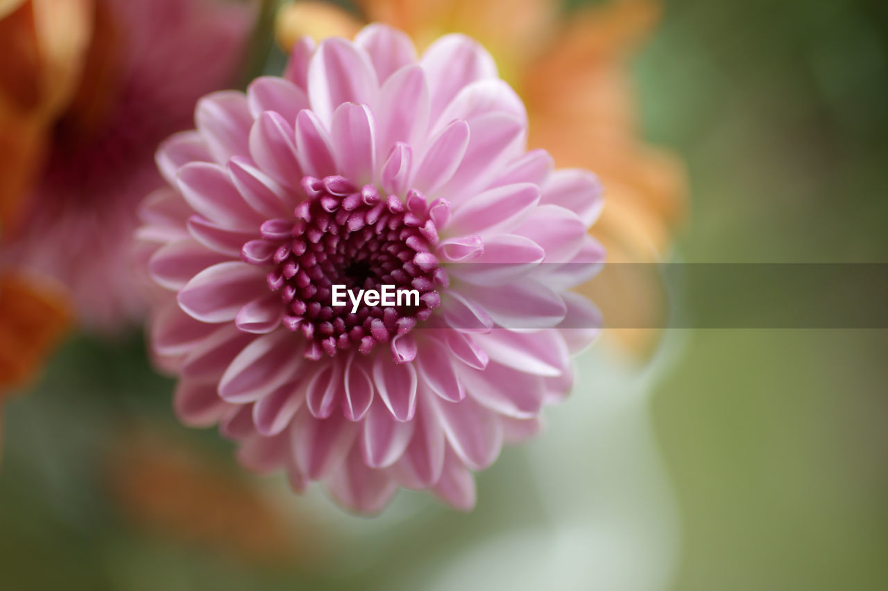 CLOSE-UP OF PINK DAHLIA FLOWER