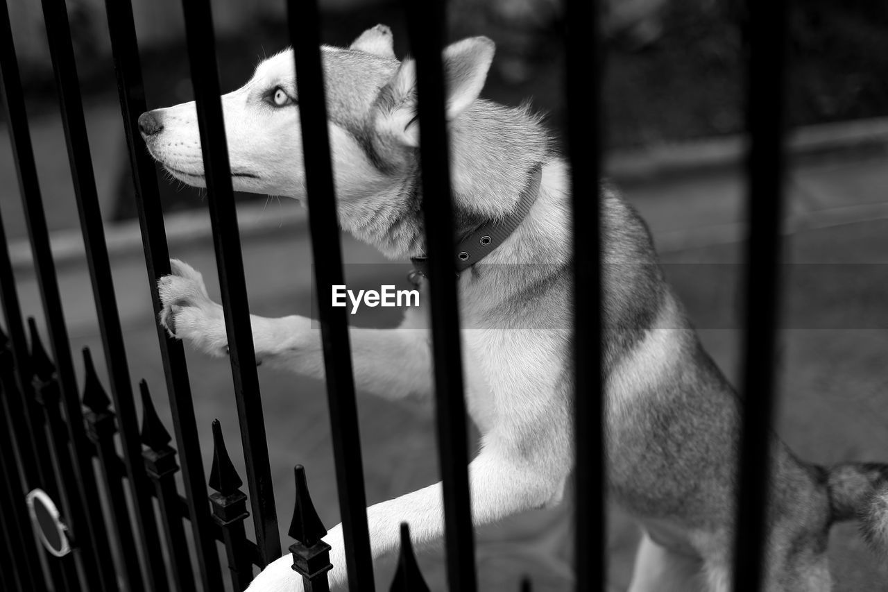 Side view of siberian husky rearing up on metal gate