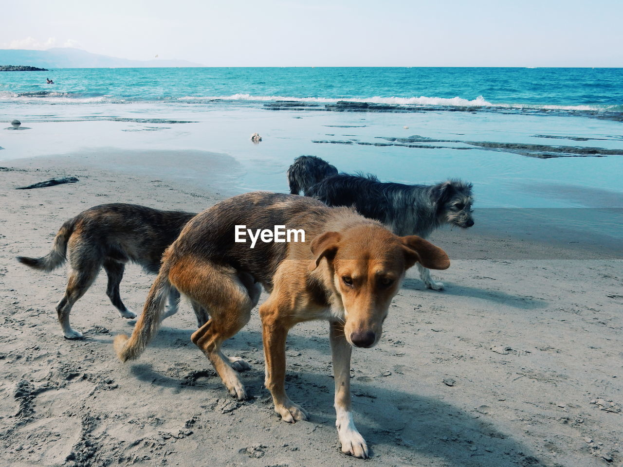 Dogs on sandy beach