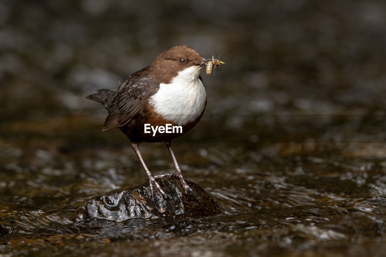Close-up of bird perching on rock at stream