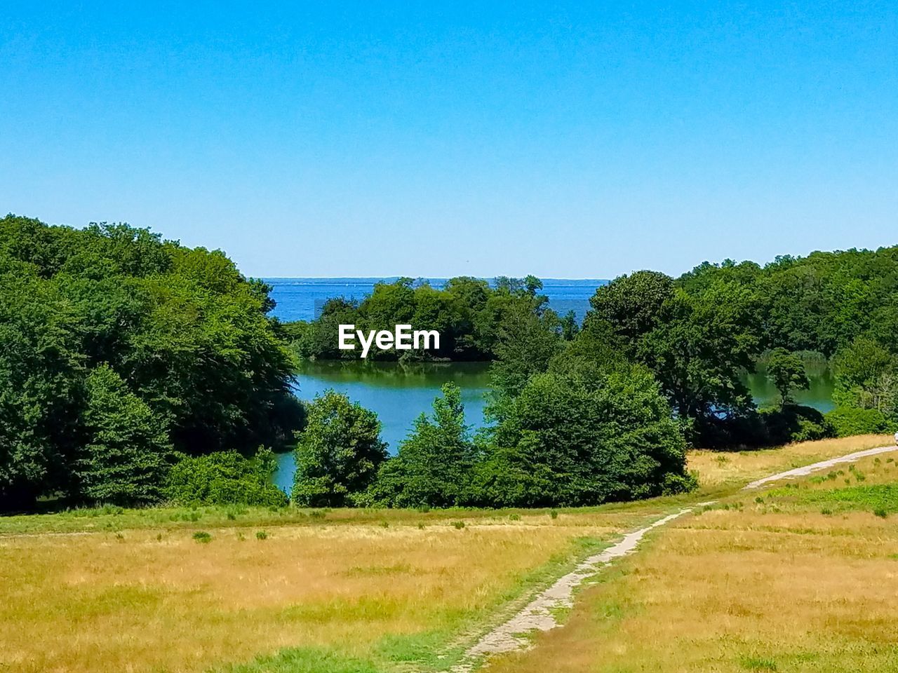 SCENIC VIEW OF TREES AGAINST CLEAR SKY