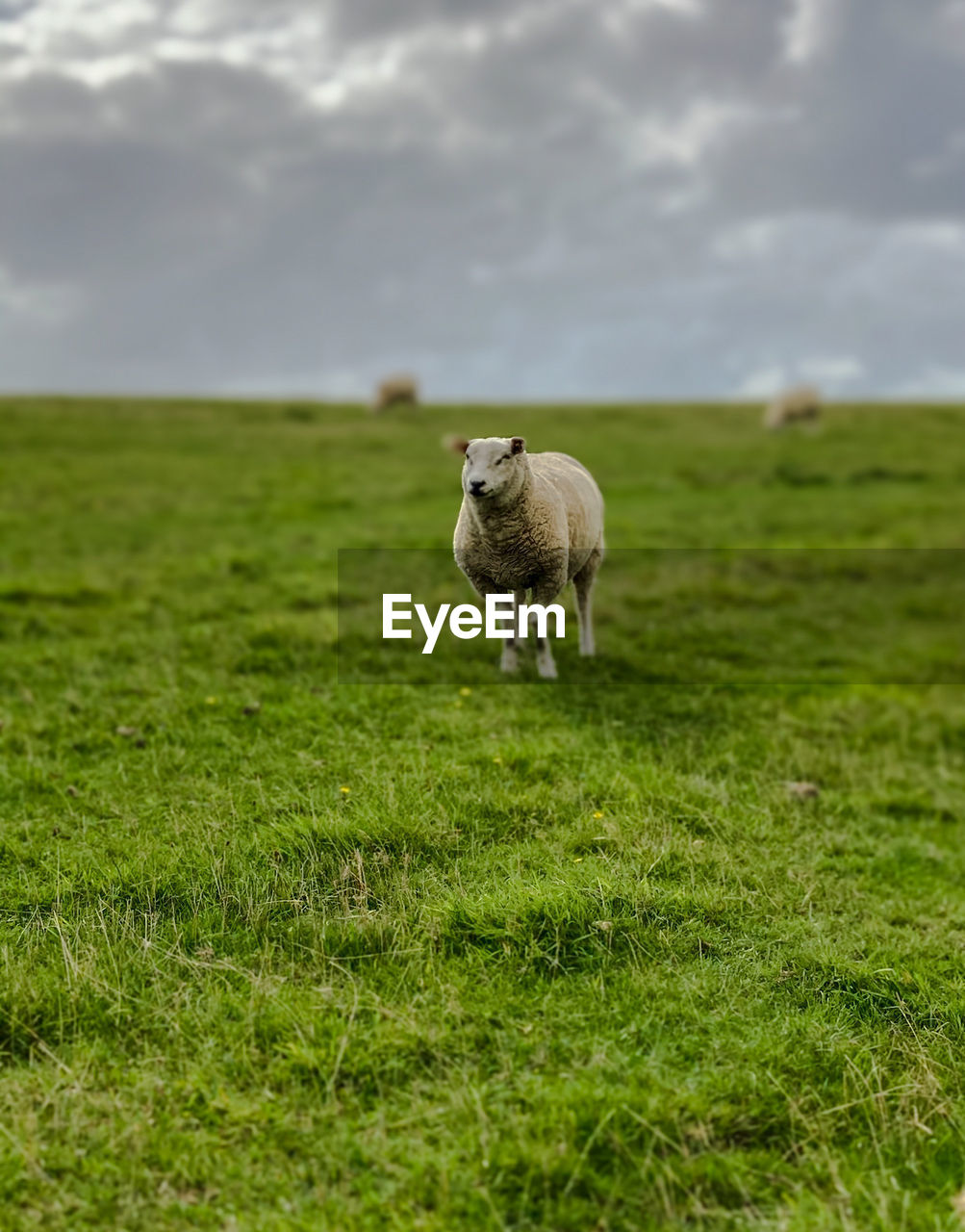 SHEEP STANDING IN A FIELD