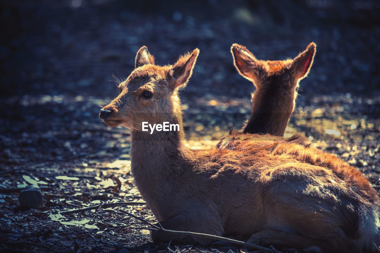 DEER ON THE LAND