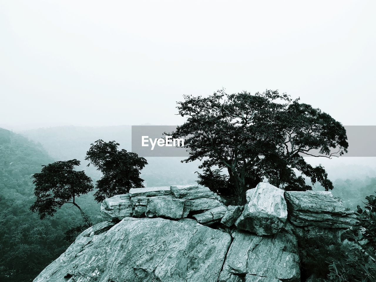 tree, plant, sky, nature, mountain, beauty in nature, scenics - nature, environment, black and white, tranquility, rock, no people, landscape, monochrome, pinaceae, land, pine tree, non-urban scene, coniferous tree, monochrome photography, outdoors, tranquil scene, fog, forest, day, pine woodland, travel, travel destinations, mountain range