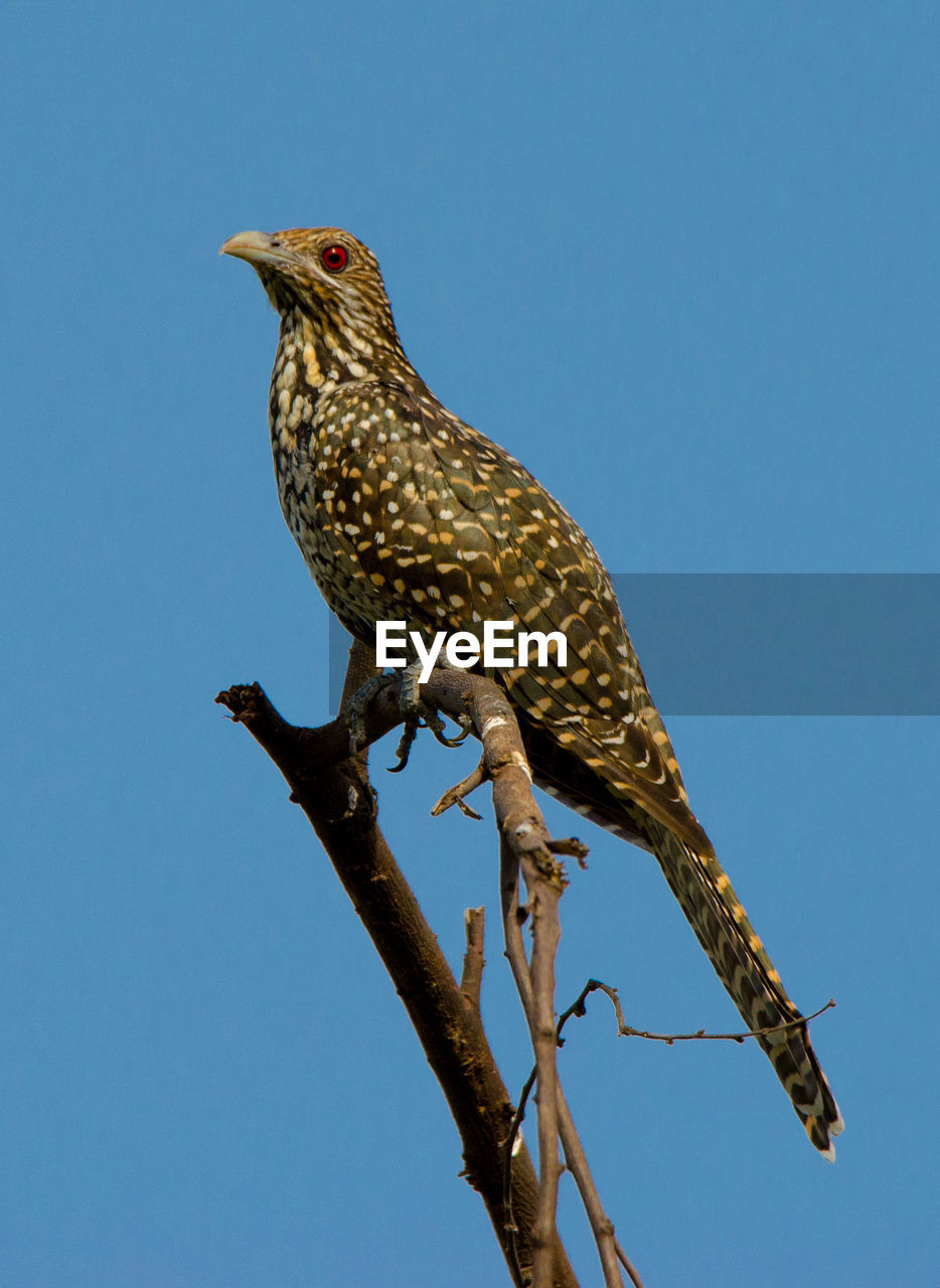 LOW ANGLE VIEW OF EAGLE PERCHING ON BRANCH AGAINST SKY