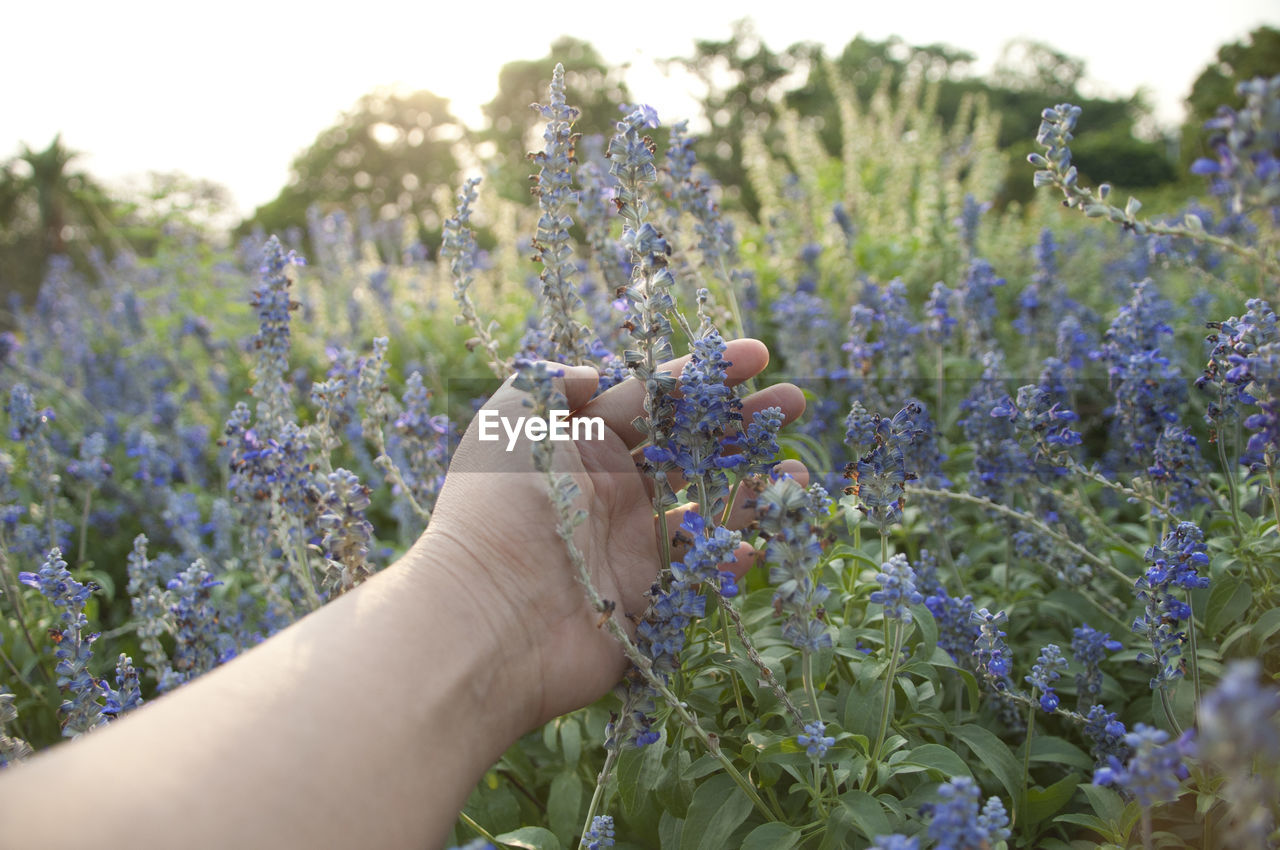 Cropped image of person touching flowers against sky