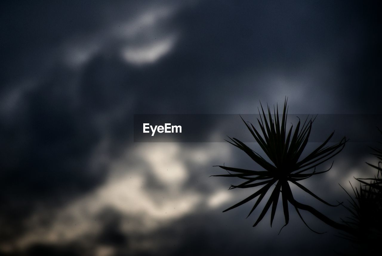 Silhouette of plant against cloudy sky