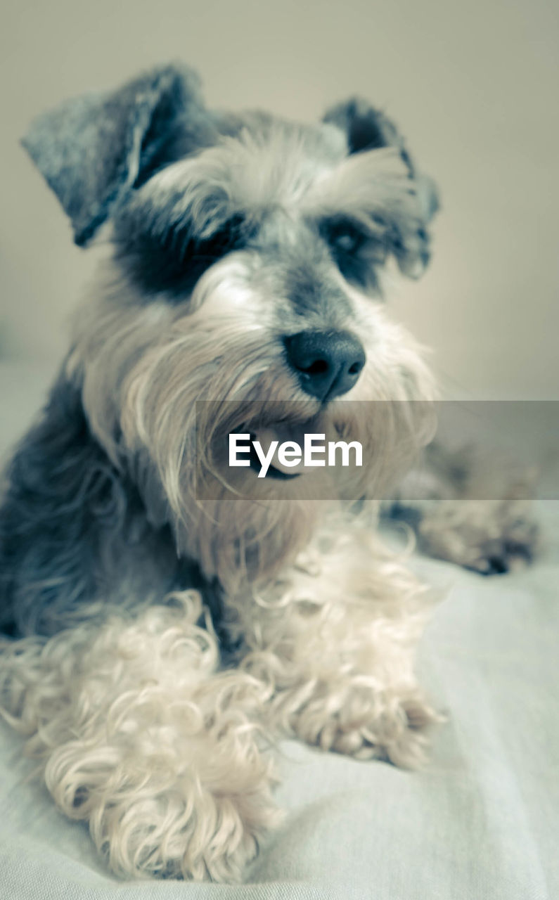 CLOSE-UP OF DOG LYING IN BLANKET
