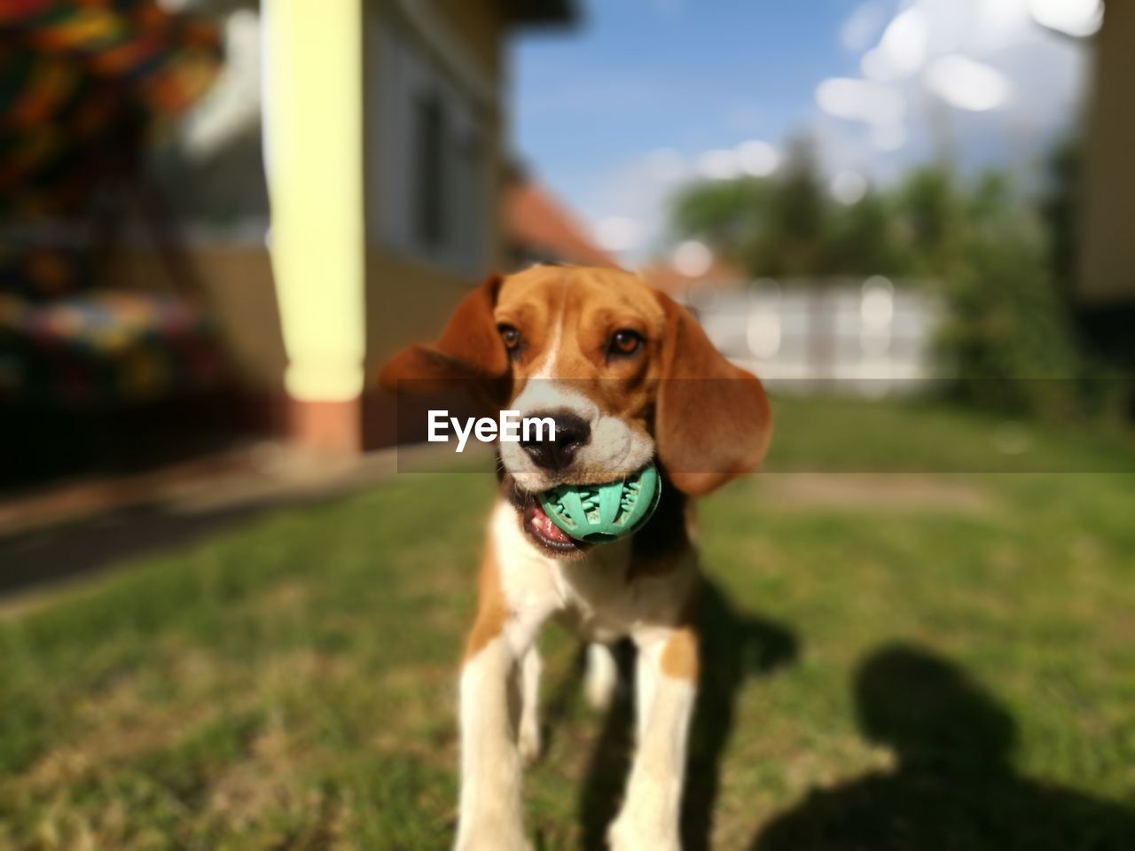 Close-up portrait of dog