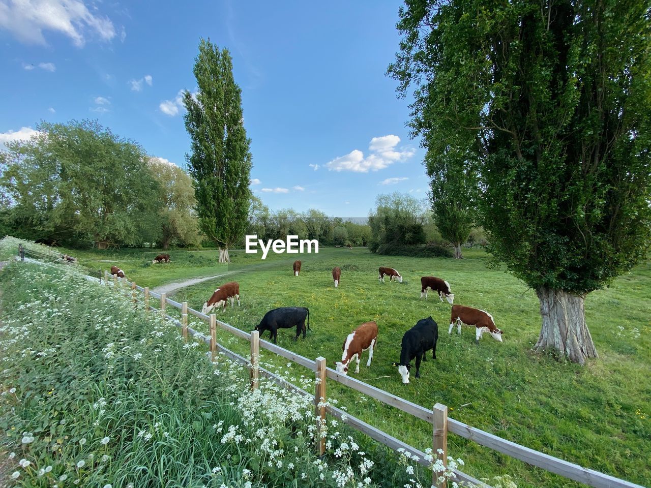 PANORAMIC VIEW OF SHEEP GRAZING IN FARM