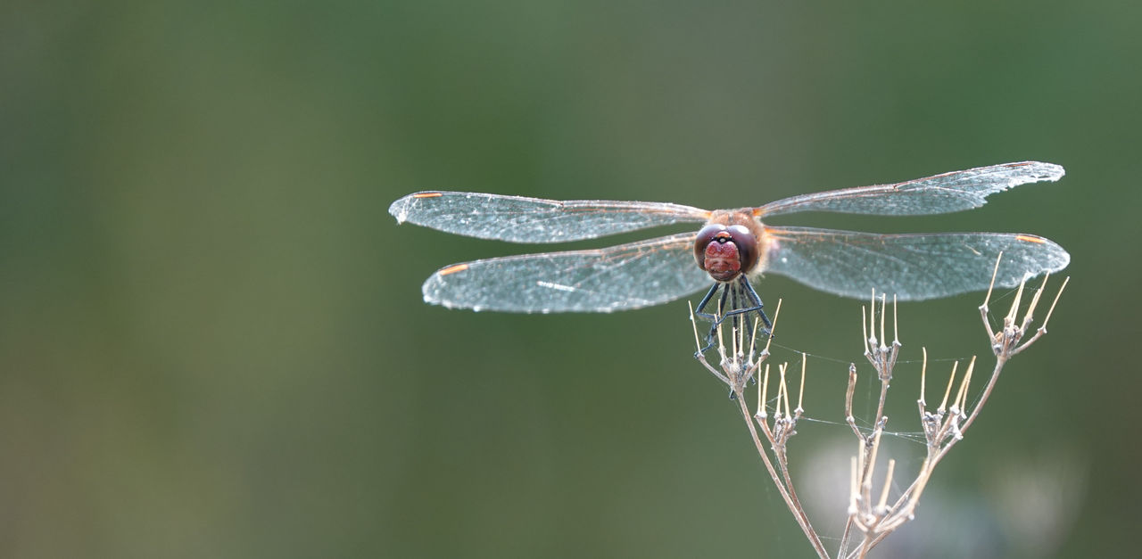 Close up of dragonfly on a plant