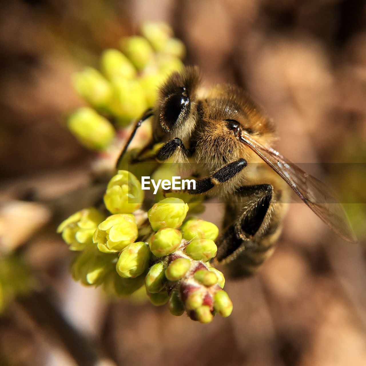 CLOSE-UP OF BUMBLEBEE ON FLOWER