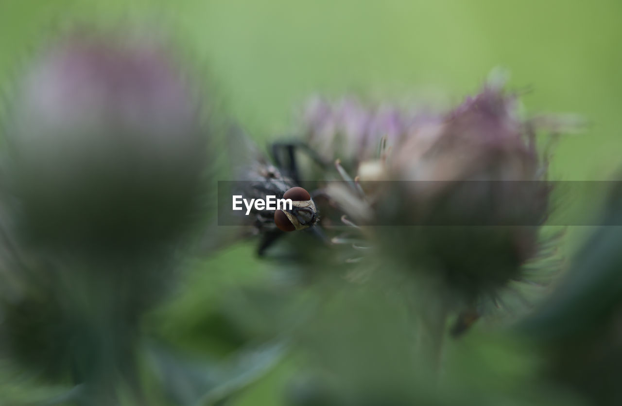 Close-up of bee on flower