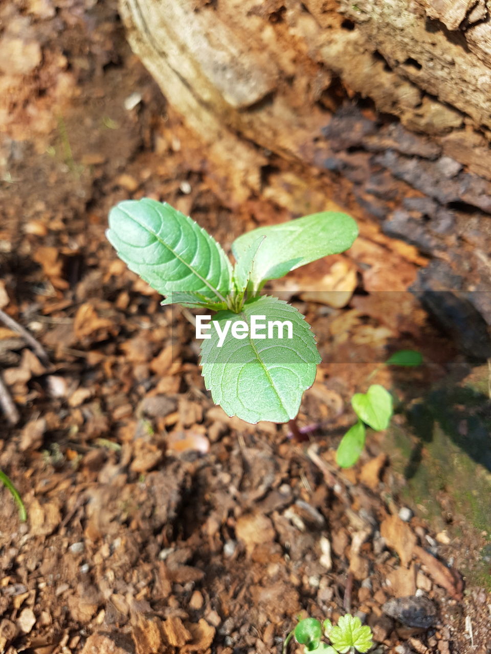 CLOSE-UP OF FRESH GREEN LEAF