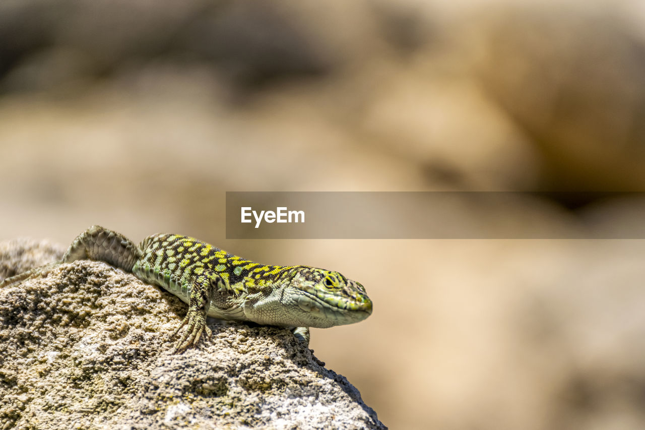 Close-up of lizard on rock