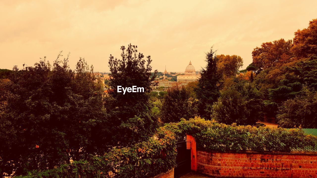 TREES AGAINST ORANGE SKY