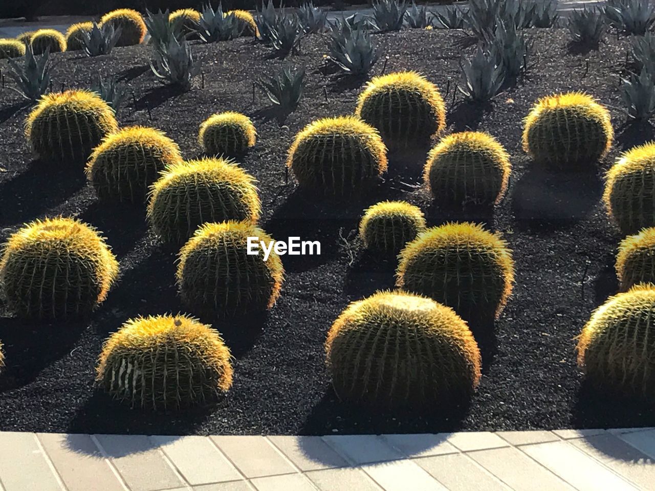 CACTUS PLANTS