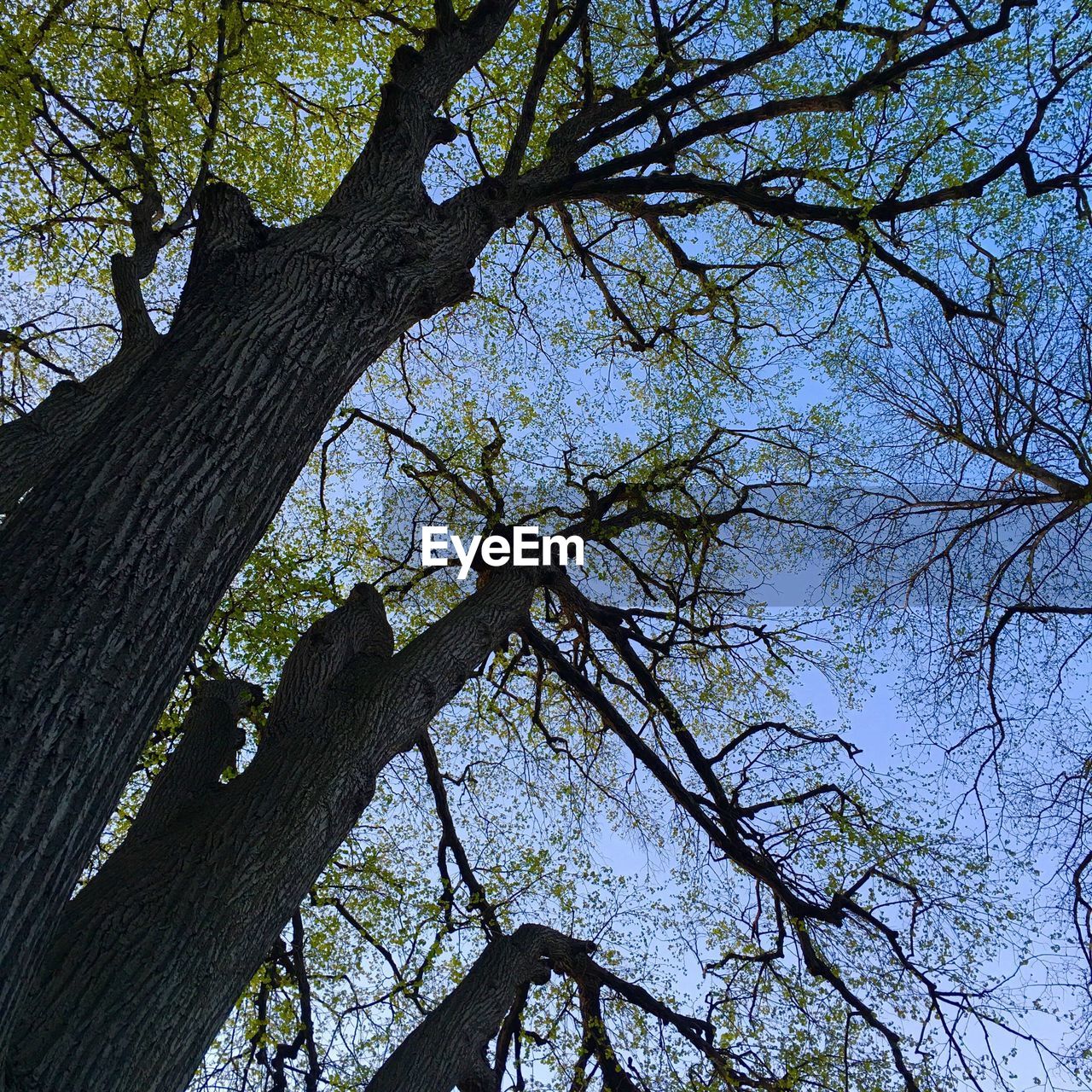 LOW ANGLE VIEW OF TREES AGAINST SKY