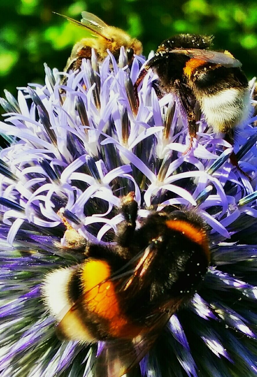 Close-up of bumblebees on purple flower