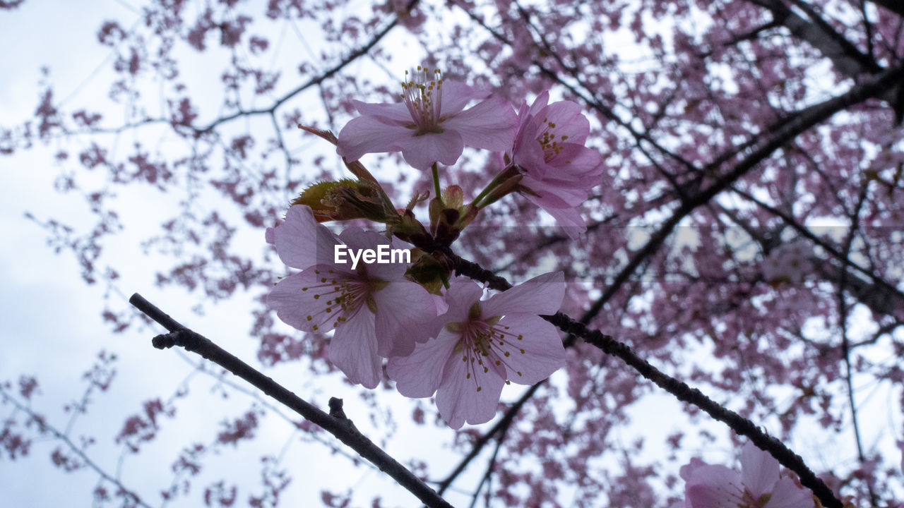 LOW ANGLE VIEW OF CHERRY BLOSSOMS ON TREE