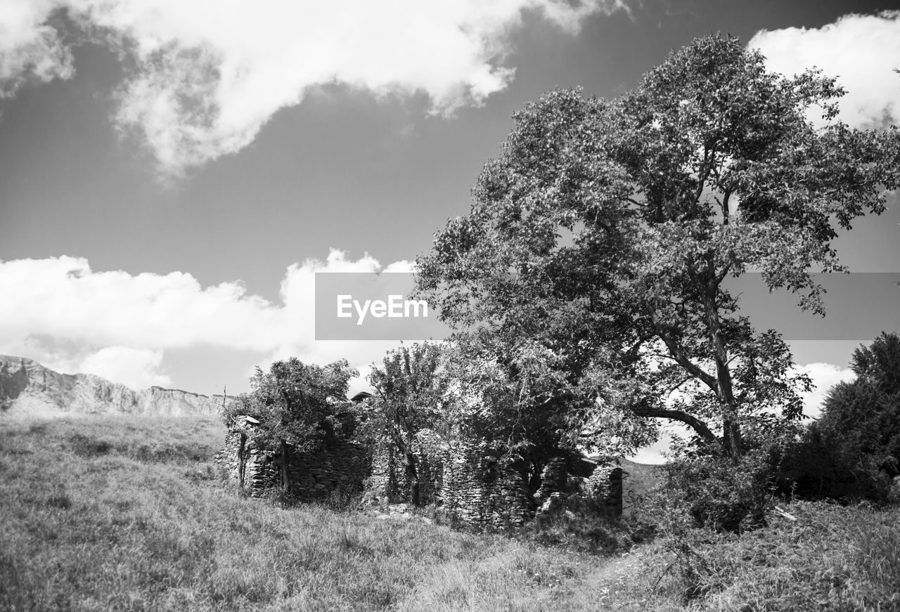 TREES ON FIELD AGAINST CLOUDY SKY