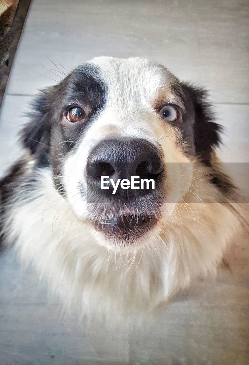 Close-up portrait of a dog