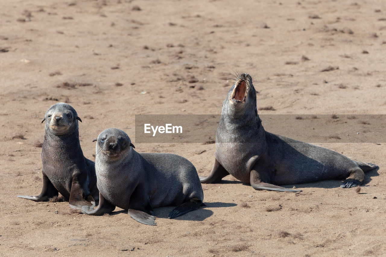 HIGH ANGLE VIEW OF SEA LION