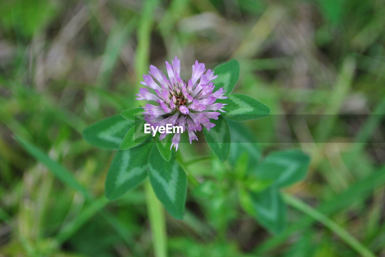 PURPLE FLOWERS BLOOMING OUTDOORS