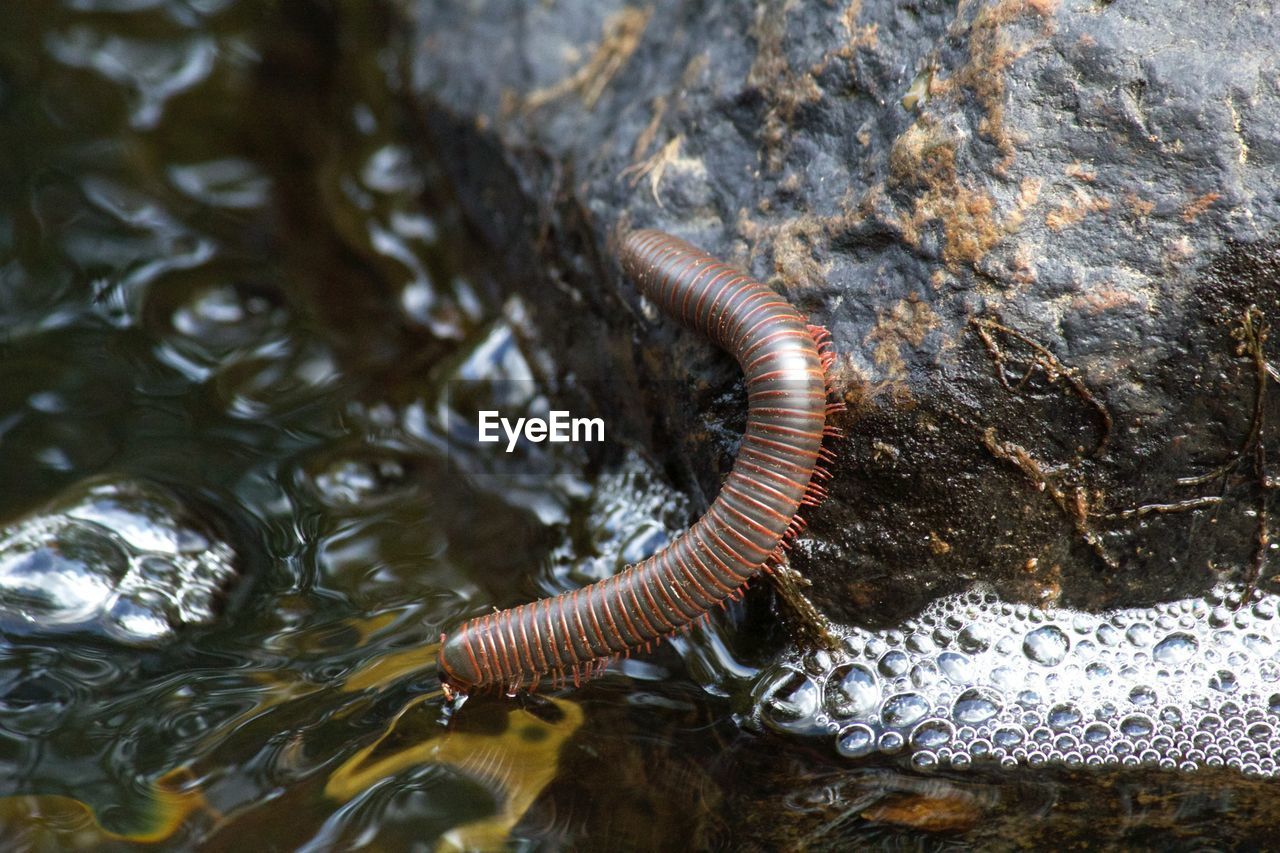 Close-up of american giant millipede by pond