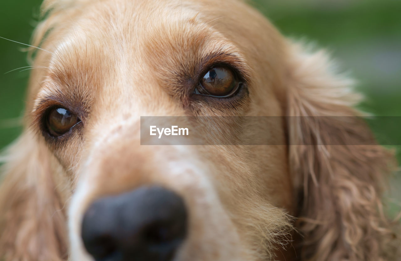 Close-up of cocker spaniel dog looking away