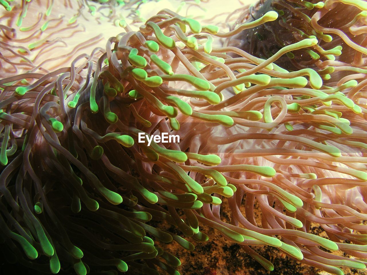 Full frame shot of coral in sea