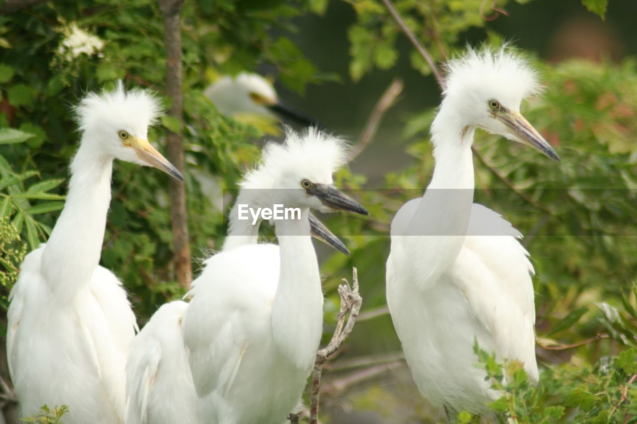 Egrets by plants