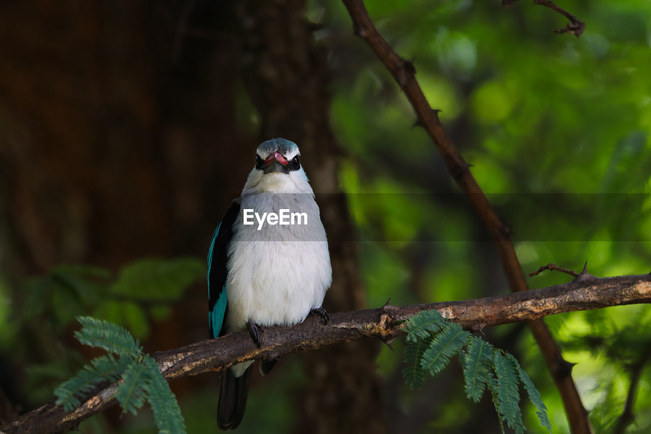 Woodland kingfisher perched on branch looking halcyon senegalensis