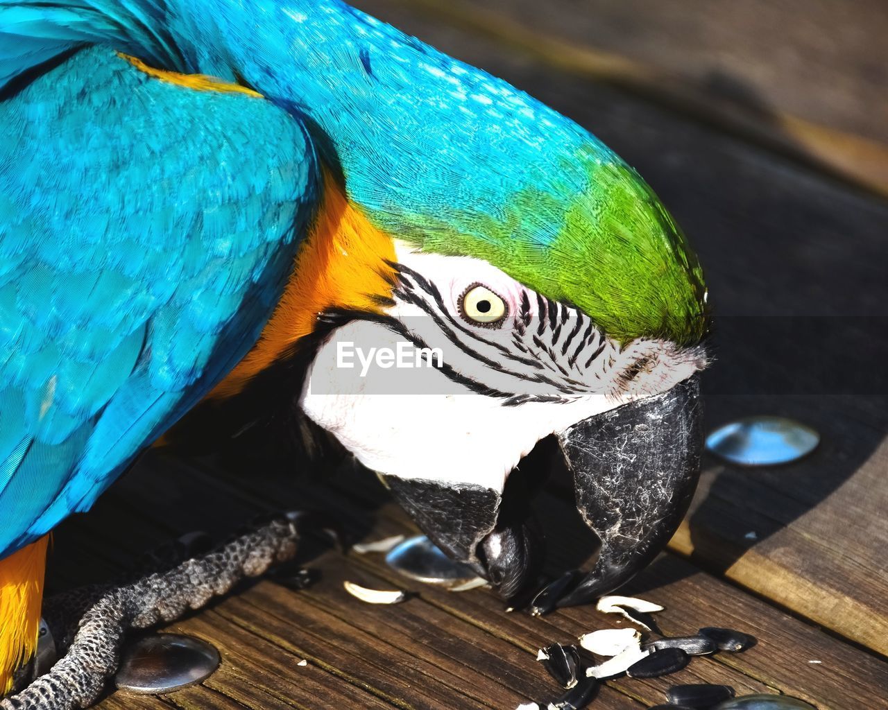 CLOSE-UP OF A PARROT