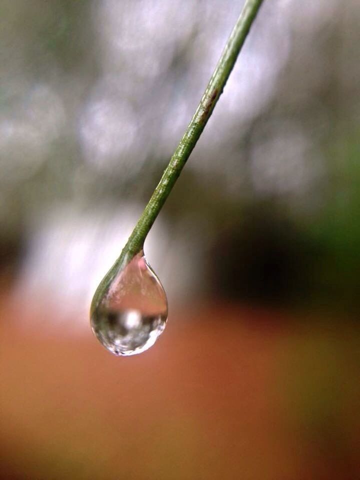 CLOSE-UP OF WATER DROPS ON TWIG