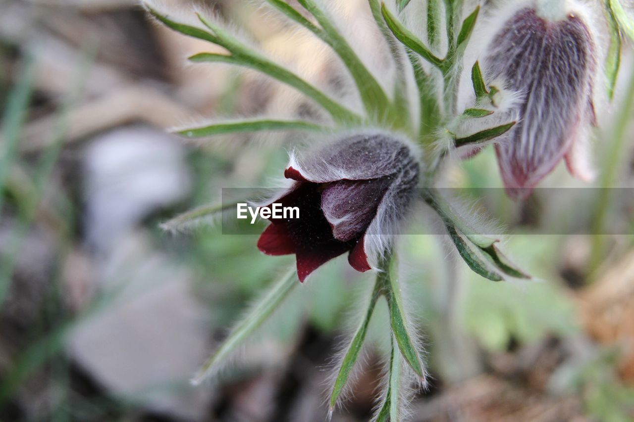 CLOSE-UP OF RED FLOWER