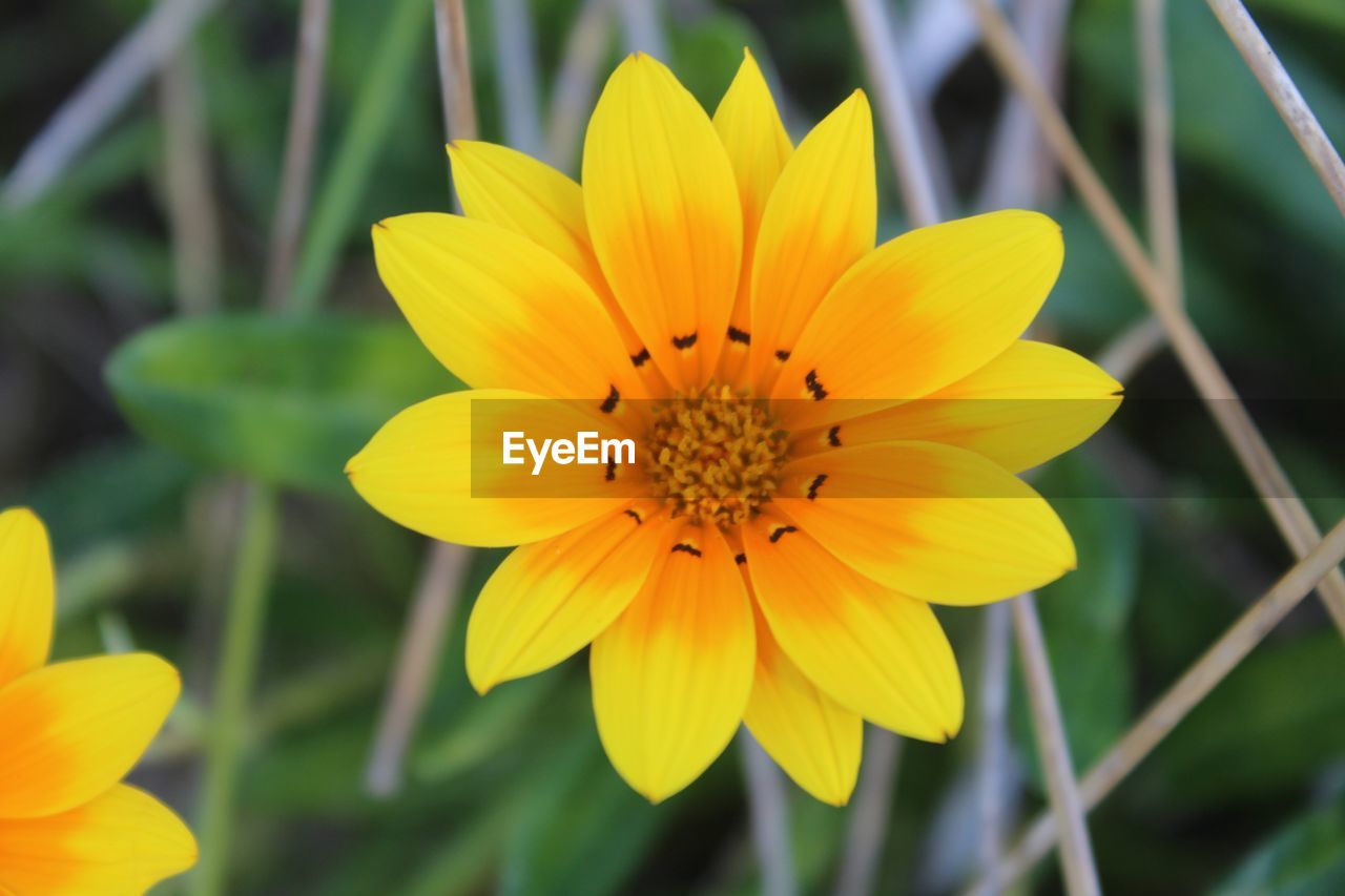 CLOSE-UP OF YELLOW FLOWERS