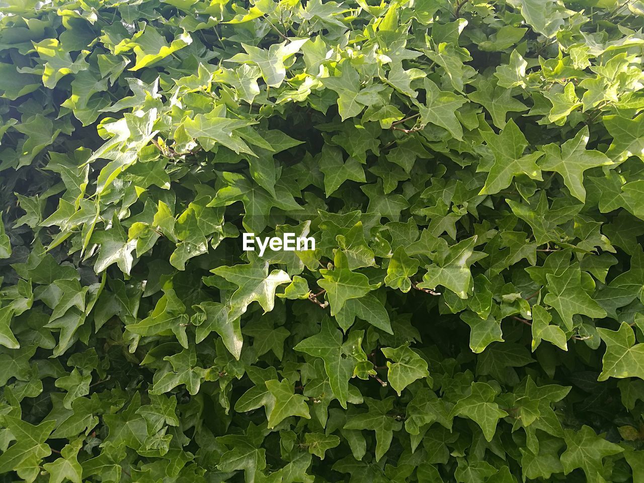 Full frame shot of plants