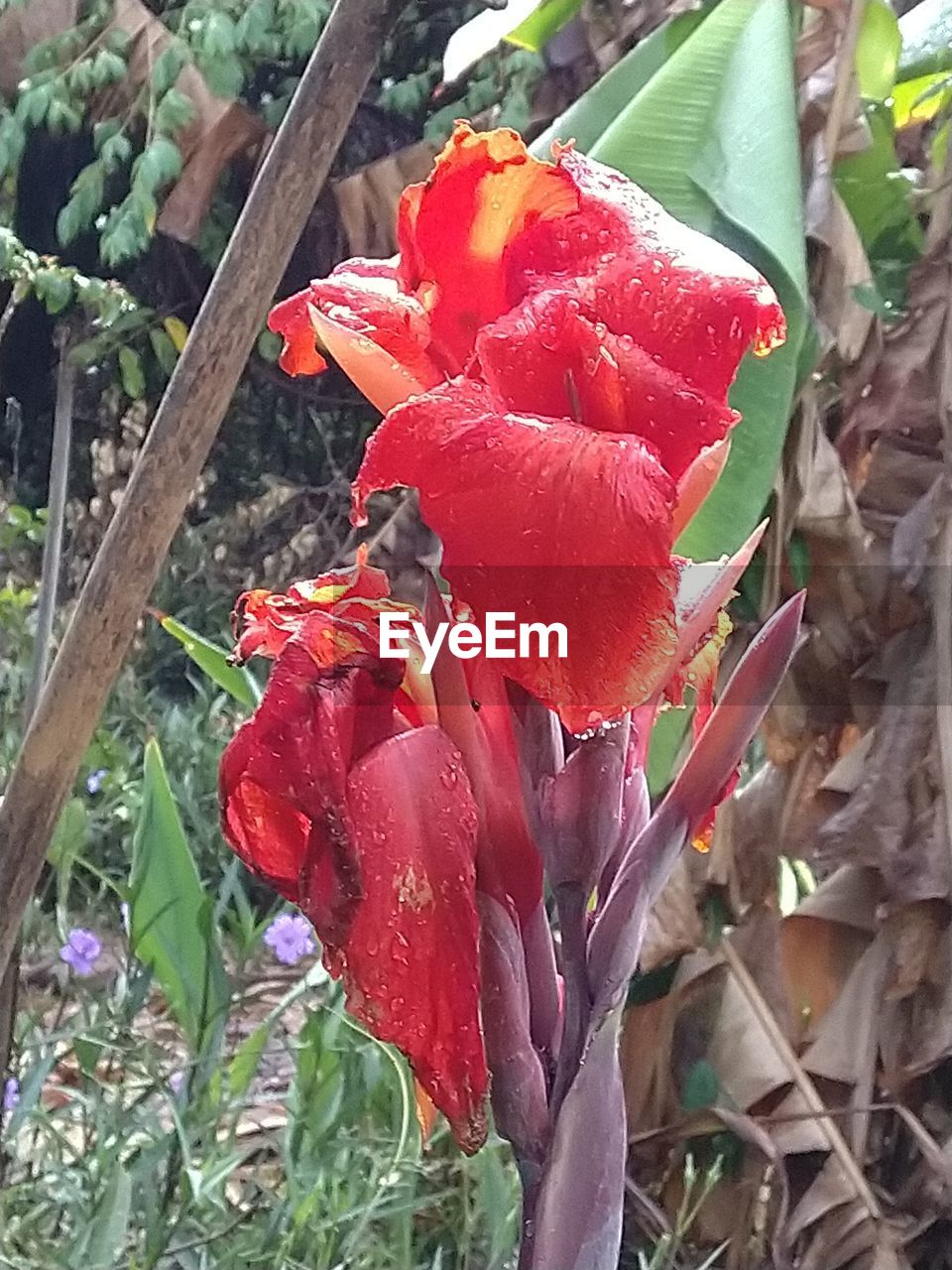 plant, flower, growth, red, nature, leaf, plant part, beauty in nature, freshness, flowering plant, day, close-up, no people, fragility, petal, land, high angle view, field, outdoors, inflorescence, flower head, botany