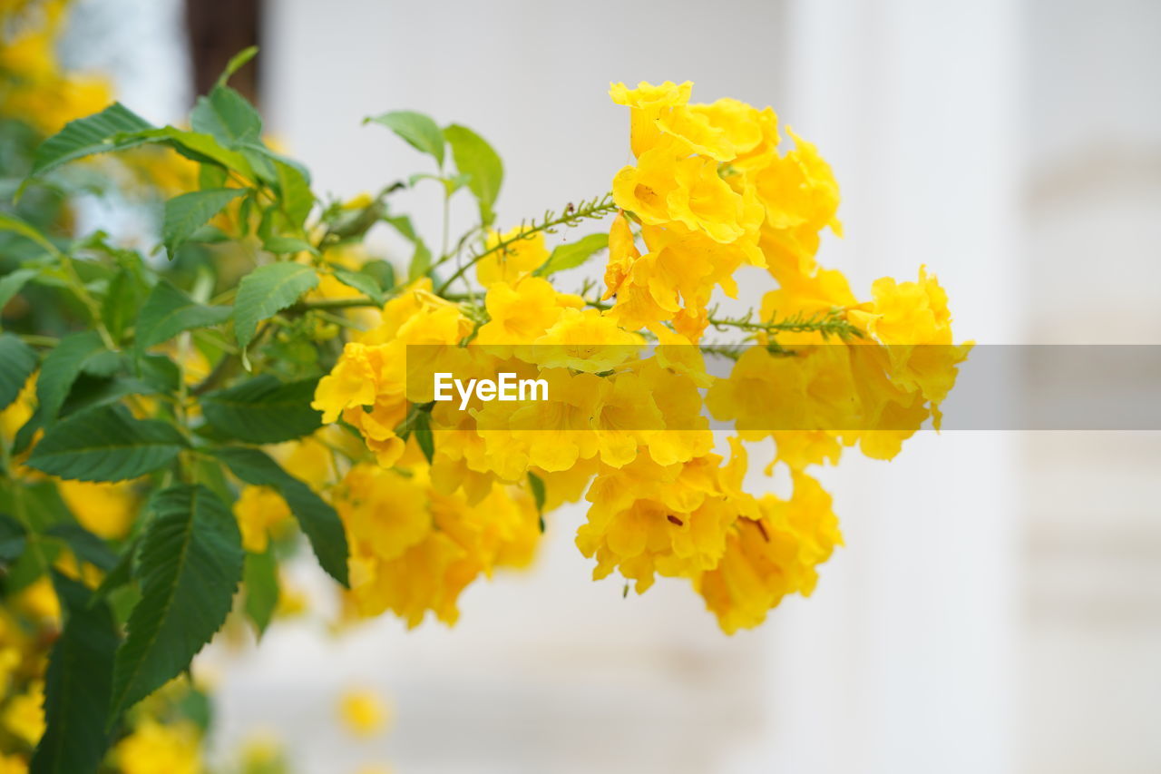 CLOSE-UP OF YELLOW FLOWERING PLANT DURING SUNSET