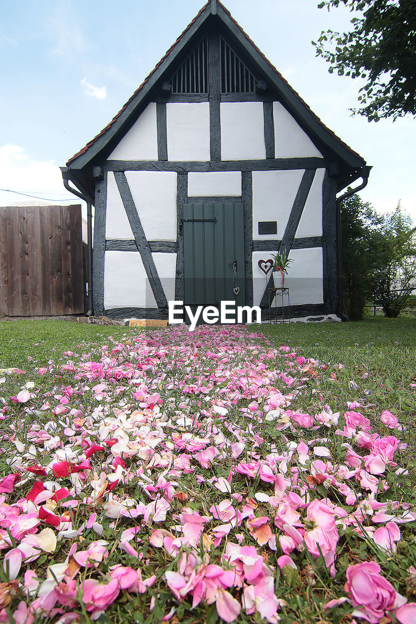 PINK FLOWERING PLANT ON FIELD AGAINST SKY