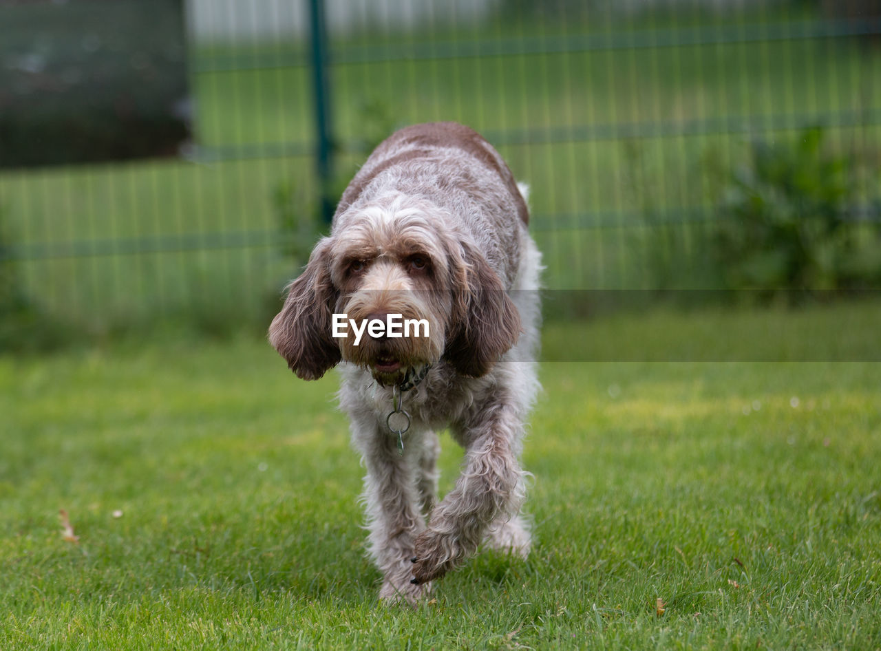 Portrait of dog on field