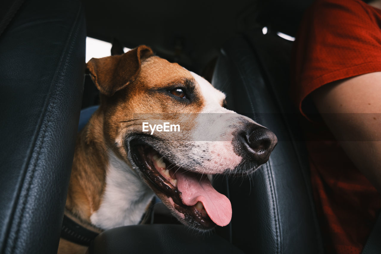 Close-up portrait of a happy dog in the car, commuting with pets