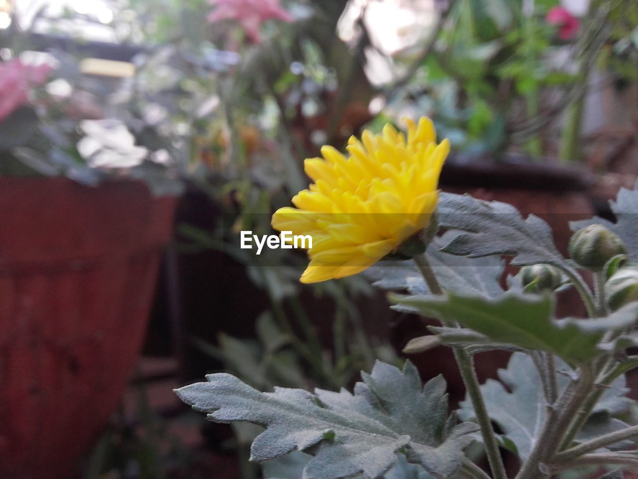 CLOSE-UP OF YELLOW FLOWERS BLOOMING