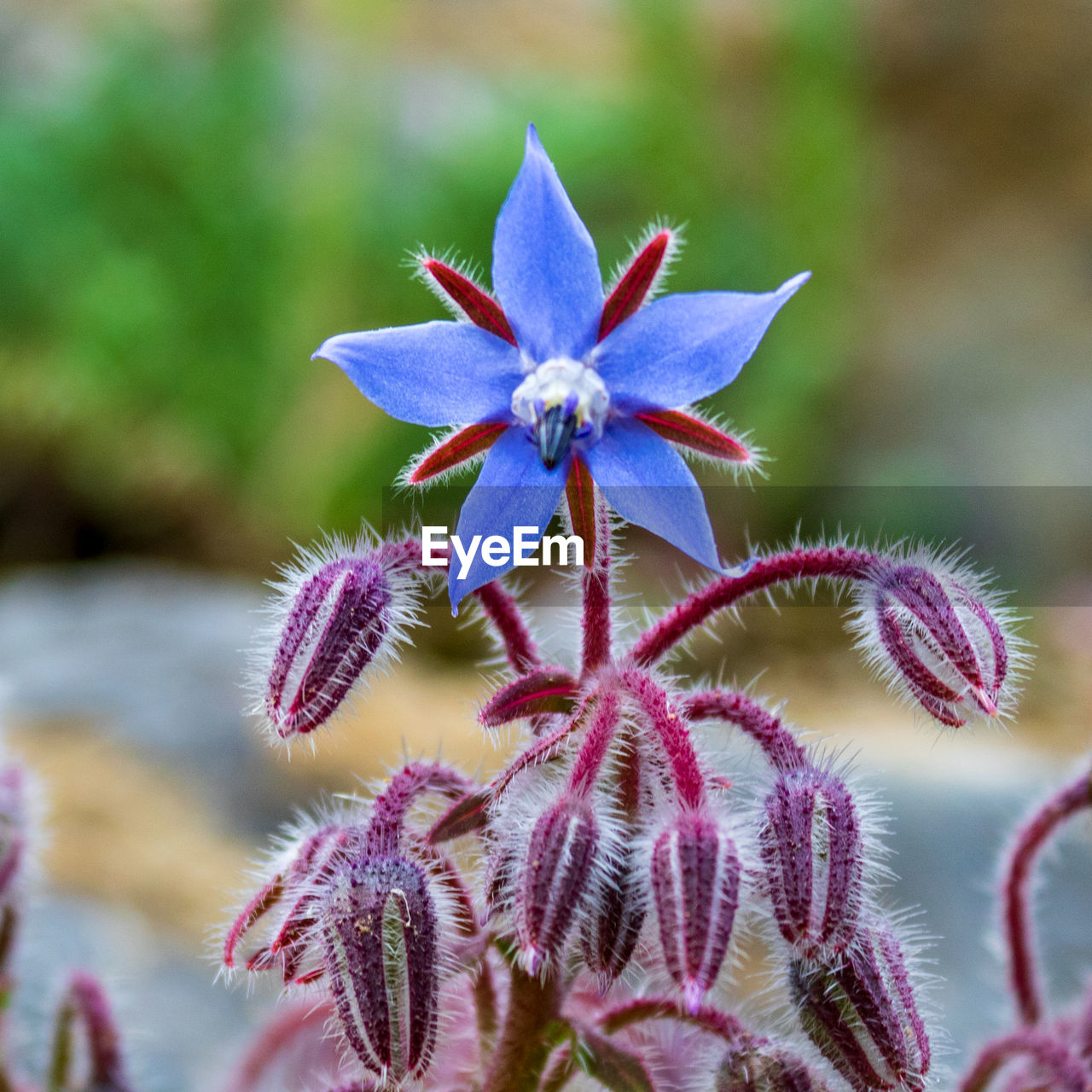 Close up of blue borage flower, borago officinalis, also known as starflower 